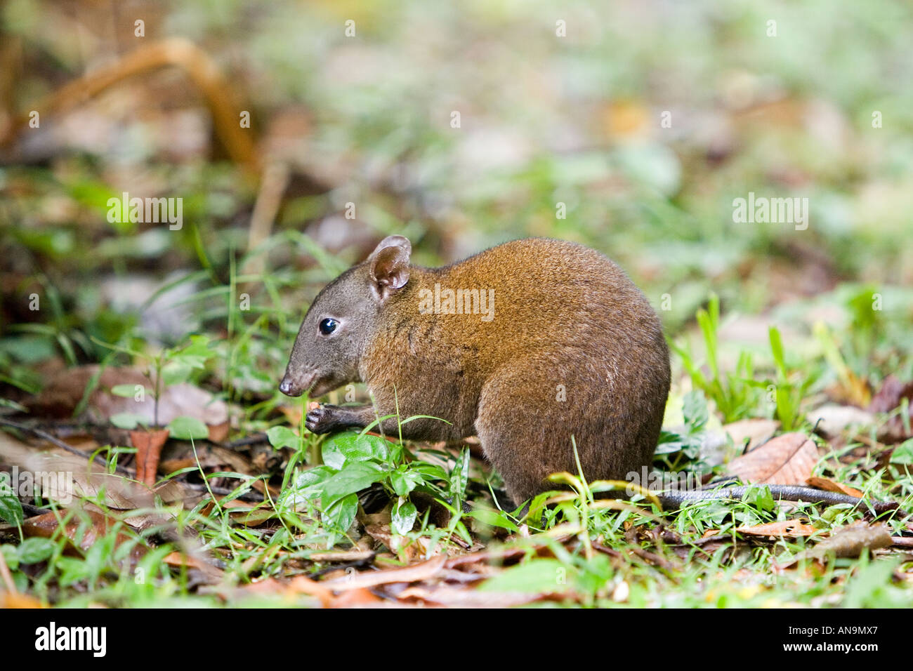 Moschus Ratte Känguru frisst Nuss auf Wald Boden Daintree Regenwald Queensland Australien Stockfoto