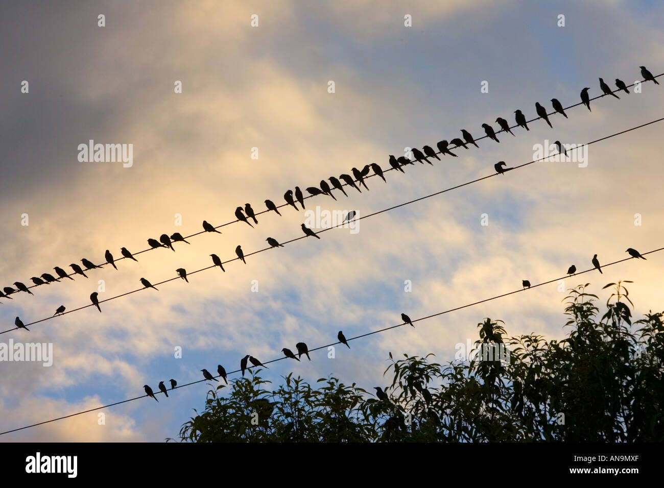 Stare Queensland Australien Avian Flu Vogelgrippe Virus könnte auf Wildvögel übertragen. Stockfoto