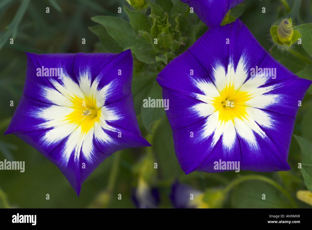 Zwei Convolvulus (Ackerwinde) Blütenköpfchen. Stockfoto