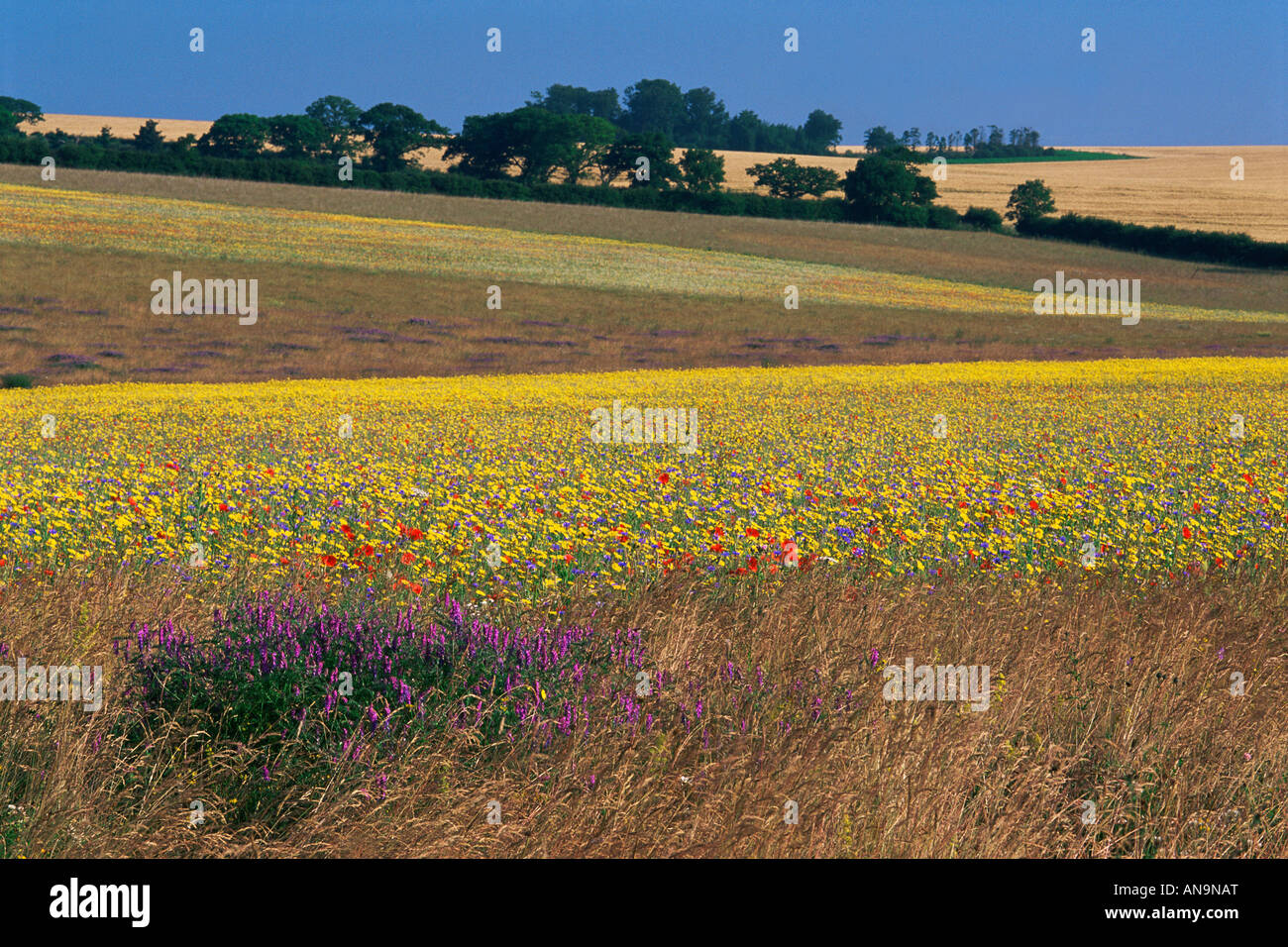 Wildblumenwiese im Sommer in der Nähe von Ringstead North Norfolk England Stockfoto