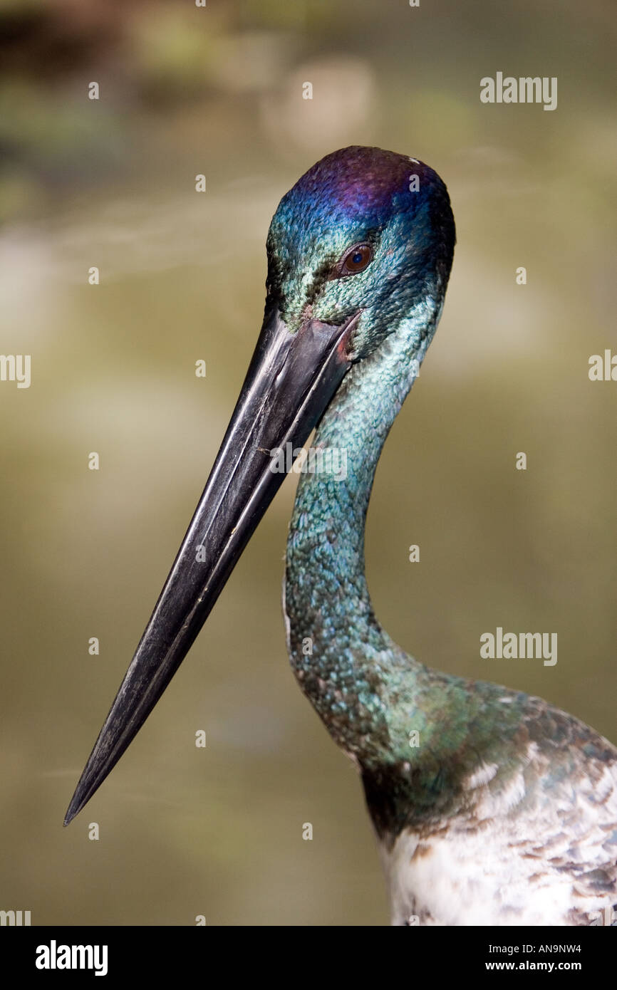 Schwarzhals Storch-Queensland-Australien Stockfoto
