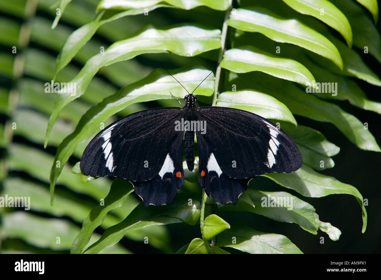 Erwachsene männliche Obstgarten Schmetterling auf Farn Blatt Nord-Queensland-Australien Stockfoto