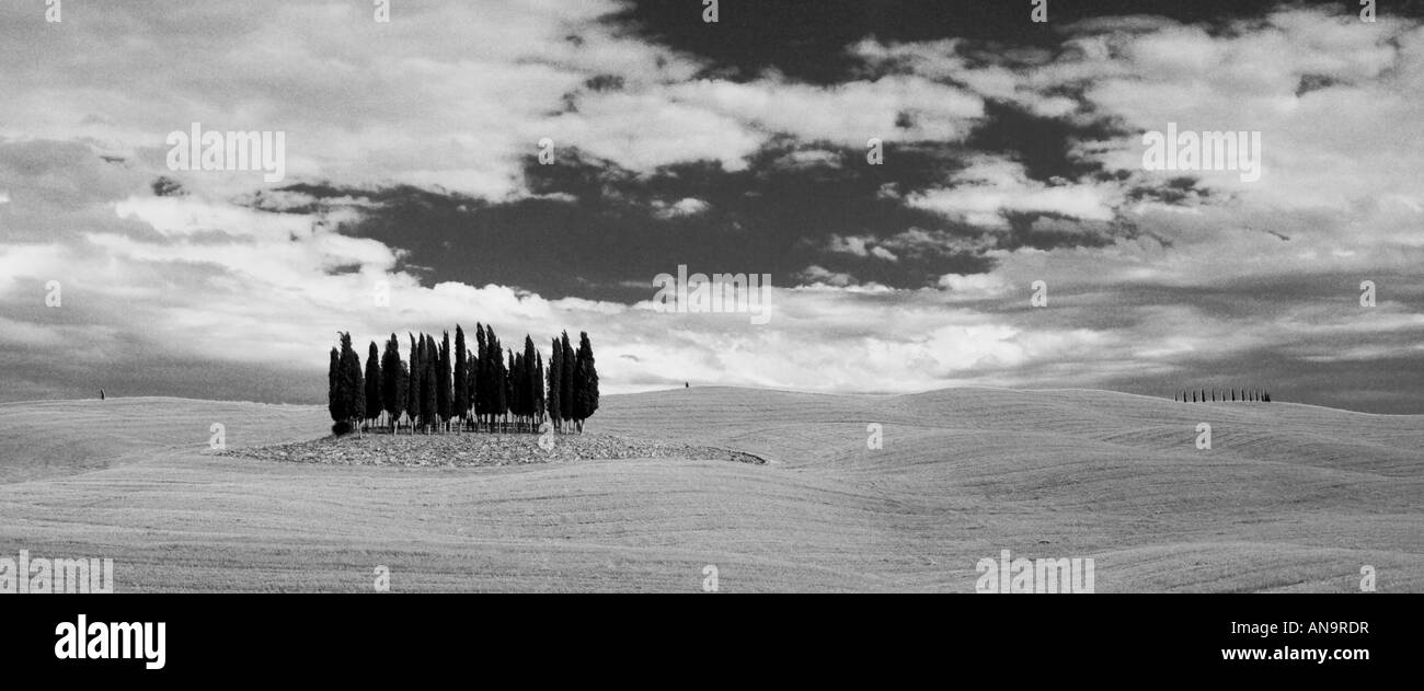 Zypresse Bäume Val d Orcia Italien Stockfoto