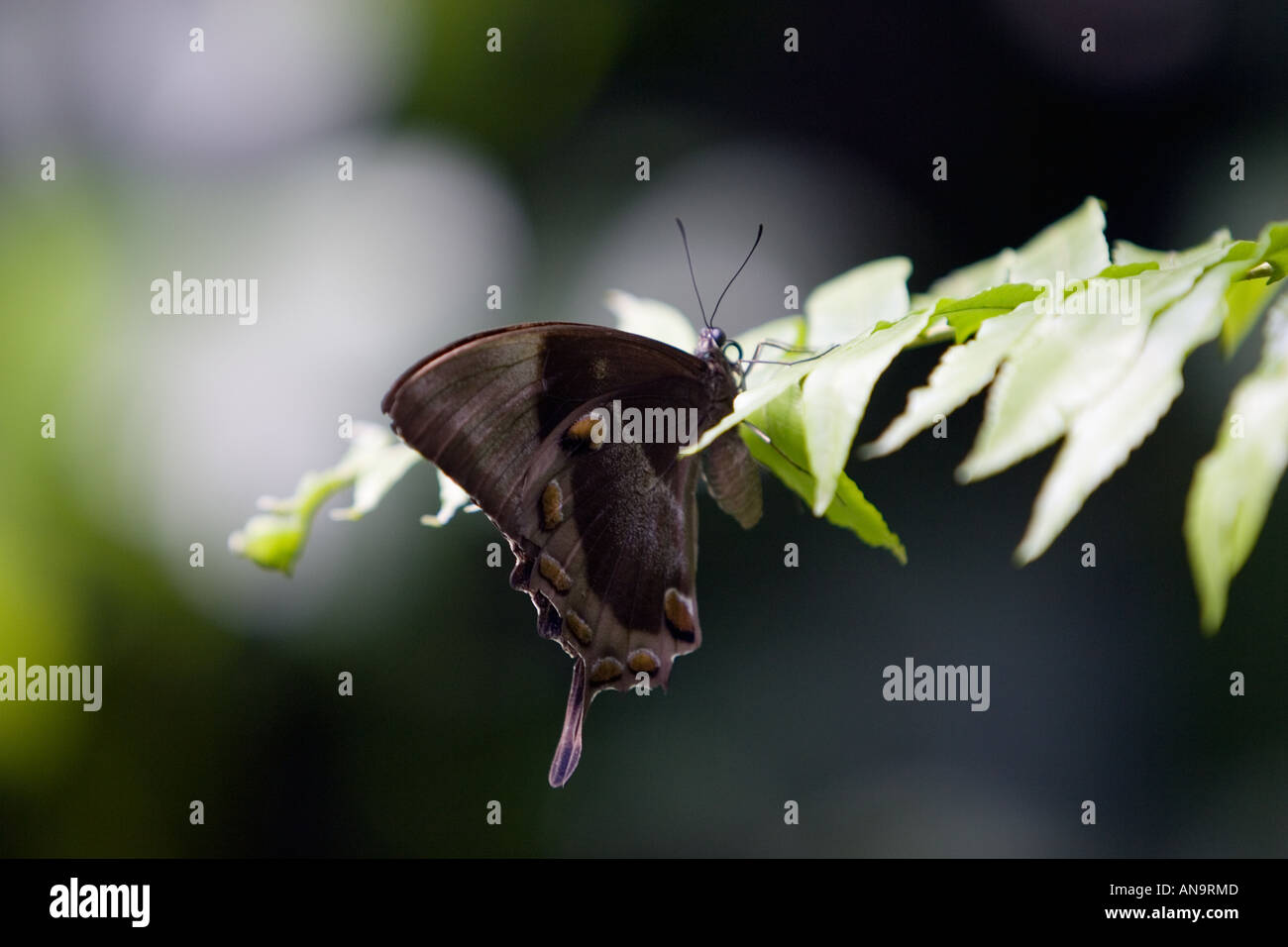 Schmetterling ruht auf einem Blatt Nord-Queensland-Australien Stockfoto