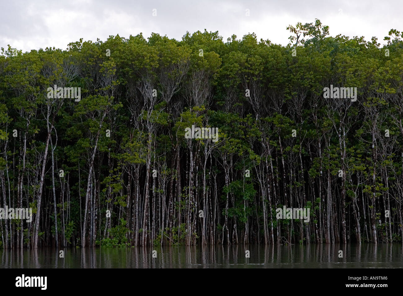 Mangrovenbäume wachsen in den Untiefen des Mossman River Daintree Australien Stockfoto