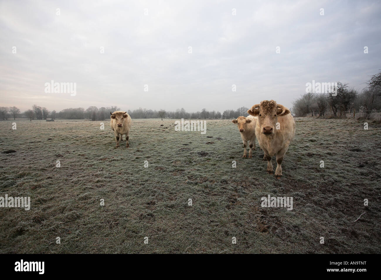 Kühe an einem frostigen Morgen. Stockfoto