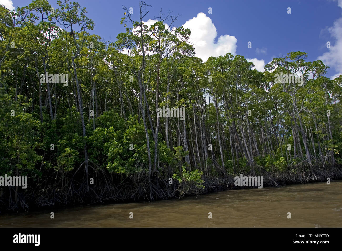 Mangrovenbäume in den Untiefen der Mossman River Mündung Daintree Australien Stockfoto