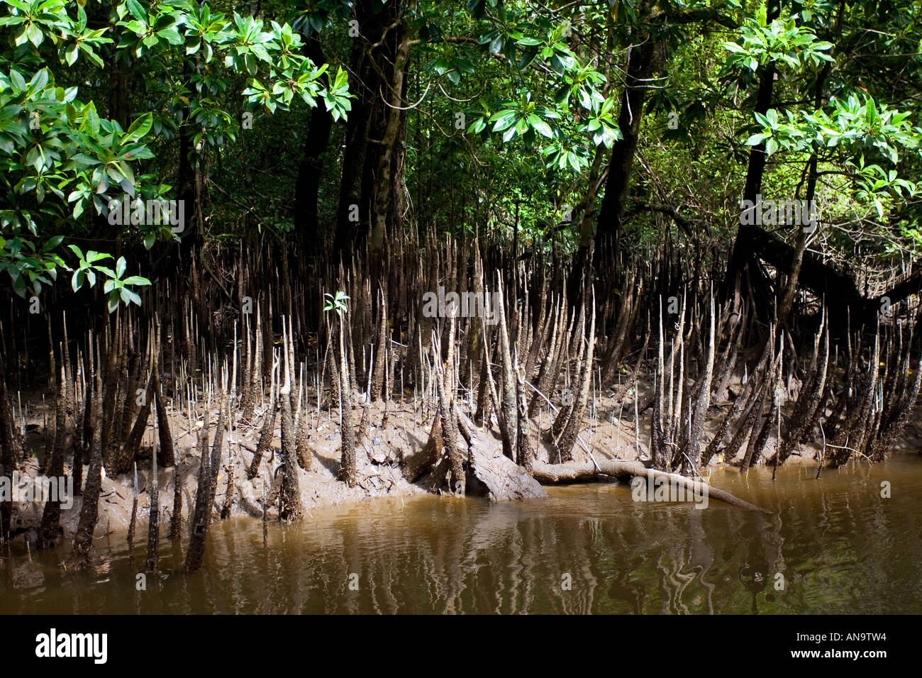 Mangrove Triebe wachsen in den Untiefen des Mossman River Daintree Australien Stockfoto