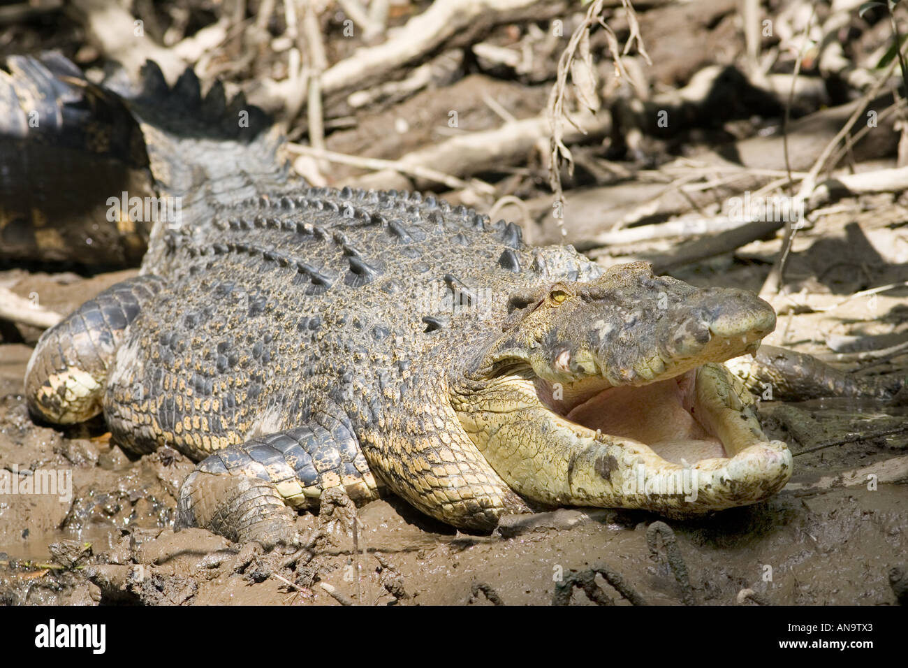 Krokodil in schlammigen Untiefen des Mossman River Daintree Australien Stockfoto