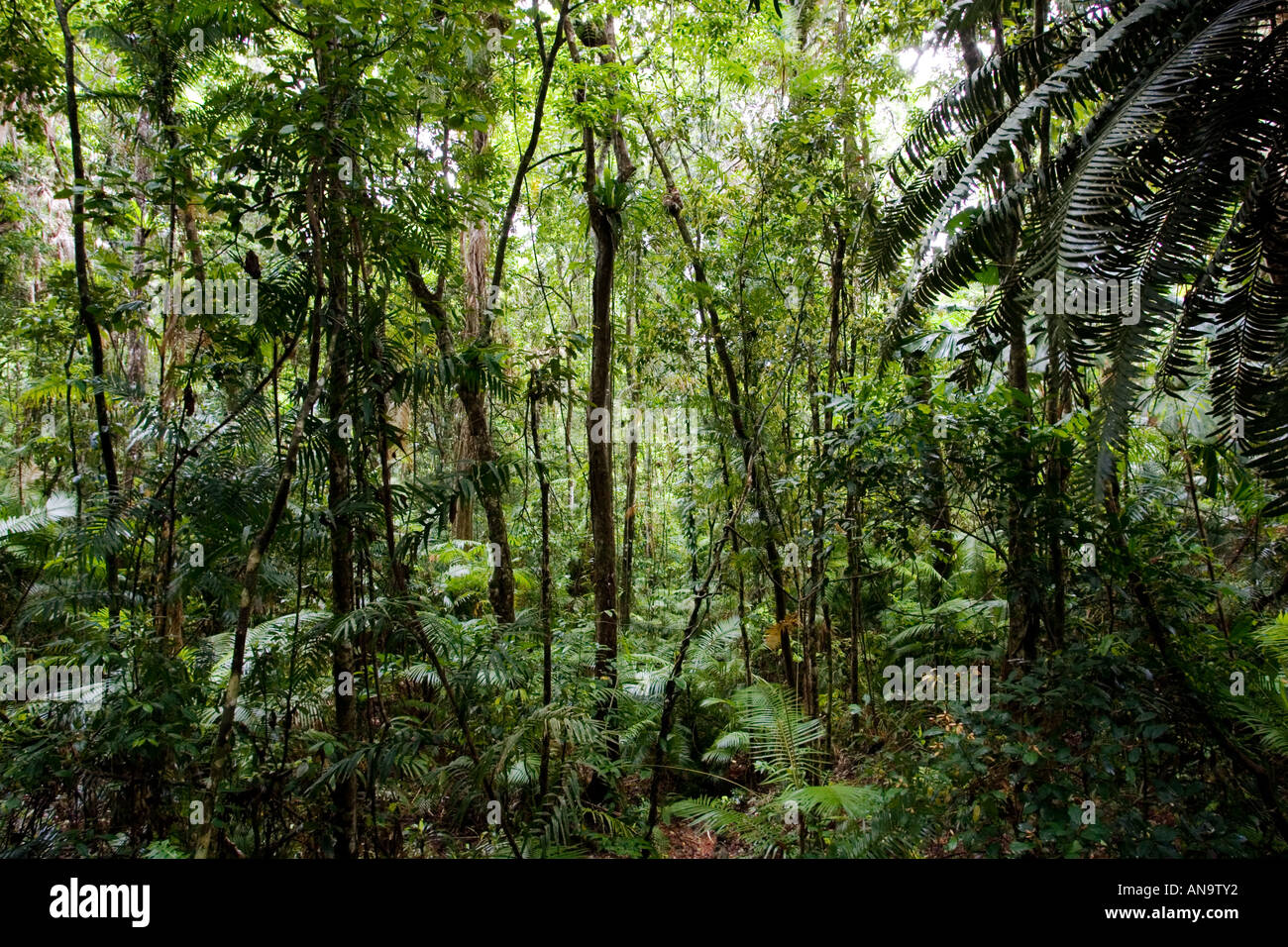 Bäume und Farne in Daintree Rainforest Australien Stockfoto