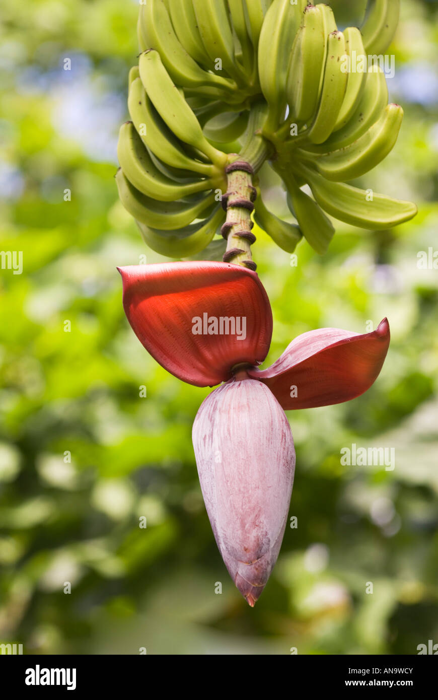 wilde Bananen Blume in Fidschi-Inseln Südsee Southsea Pacific wilde Wildnis Regenwald Wald Samoa-Inseln Stockfoto