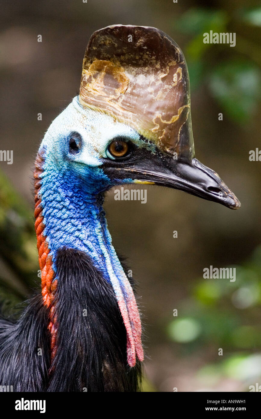 Südlichen Kasuar Vogel Queensland Australien Stockfoto