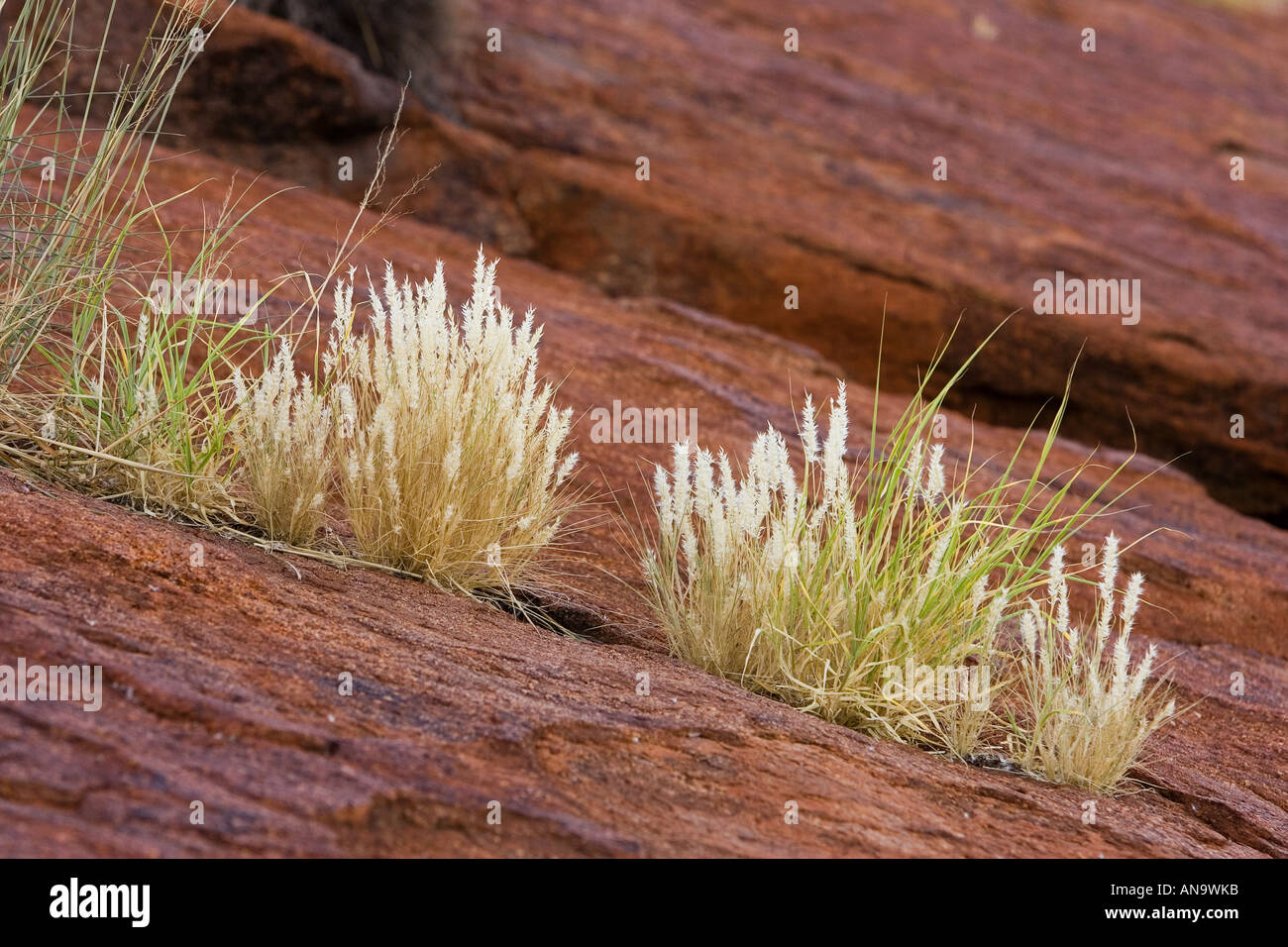 Rasen wächst in den Ritzen der Ayers Rock Uluru Red Centre Australien Stockfoto