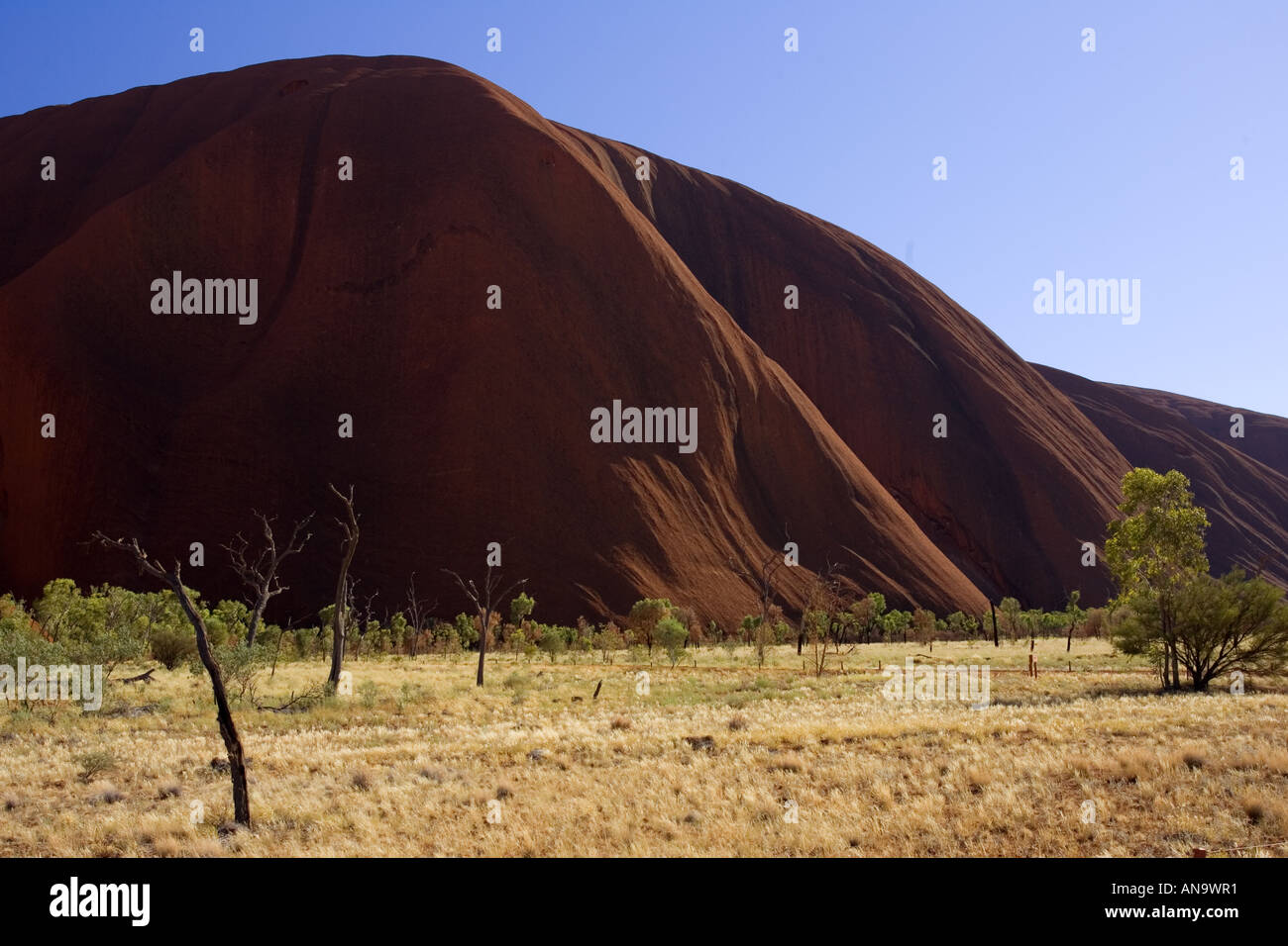 Bäume an der Basis des Ayers Rock Uluru Red Centre Australien Stockfoto