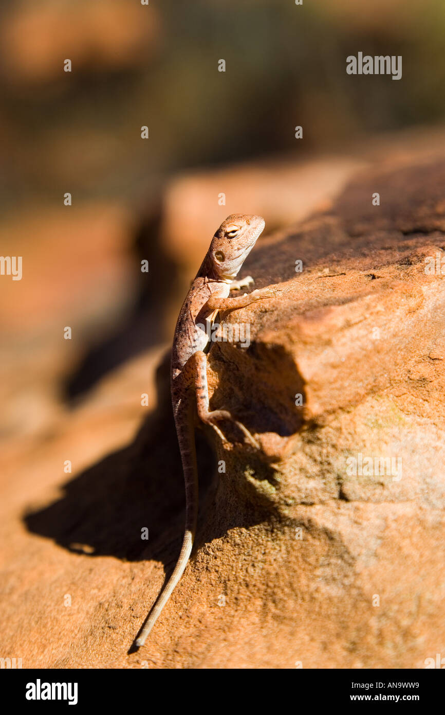 Ring tailed Drache Eidechse auf einem Rock Red Centre Australien Stockfoto