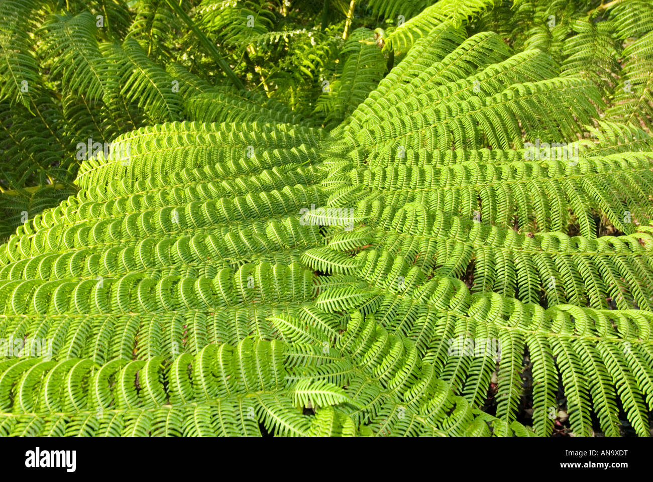 große große grüne riesige Farn SAMOA Inseln South Southsea Meer Pacific wilde Wildnis Regenwald Stockfoto