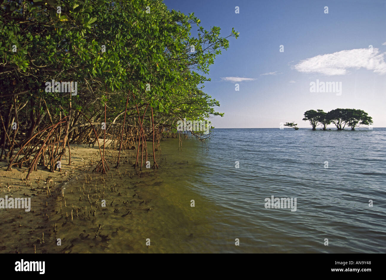 Rote und schwarze Mangroven, Picknick-Schlüssel, Ten Thousand Islands, Everglades-Nationalpark, Florida, USA Stockfoto