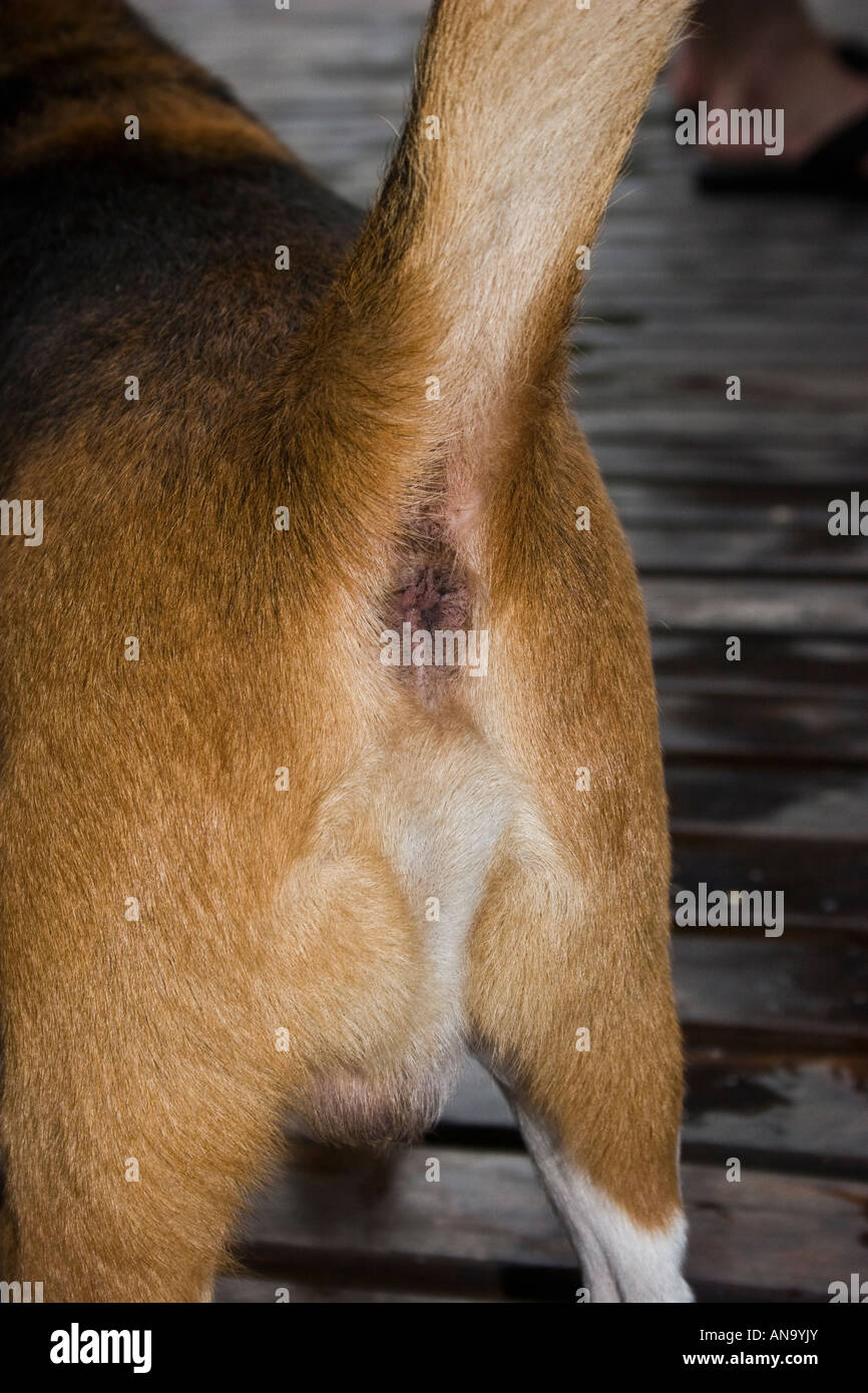 Beagle Hund anus - Alamy