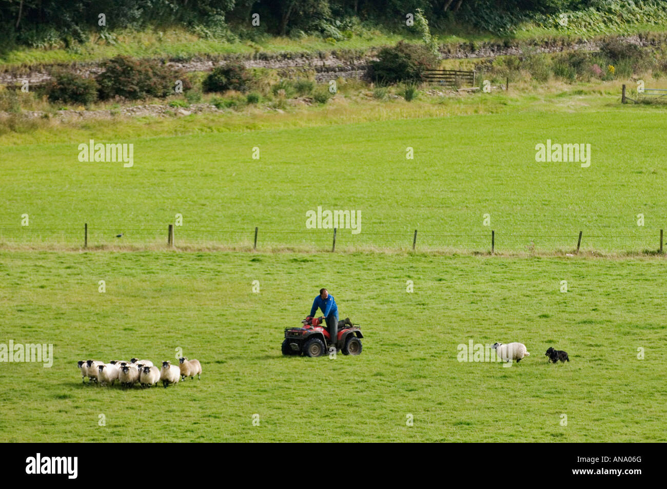 Bauer auf vier Wheeler und Border Collie durch Weide Kilmartin Schottland Schafe hüten Stockfoto