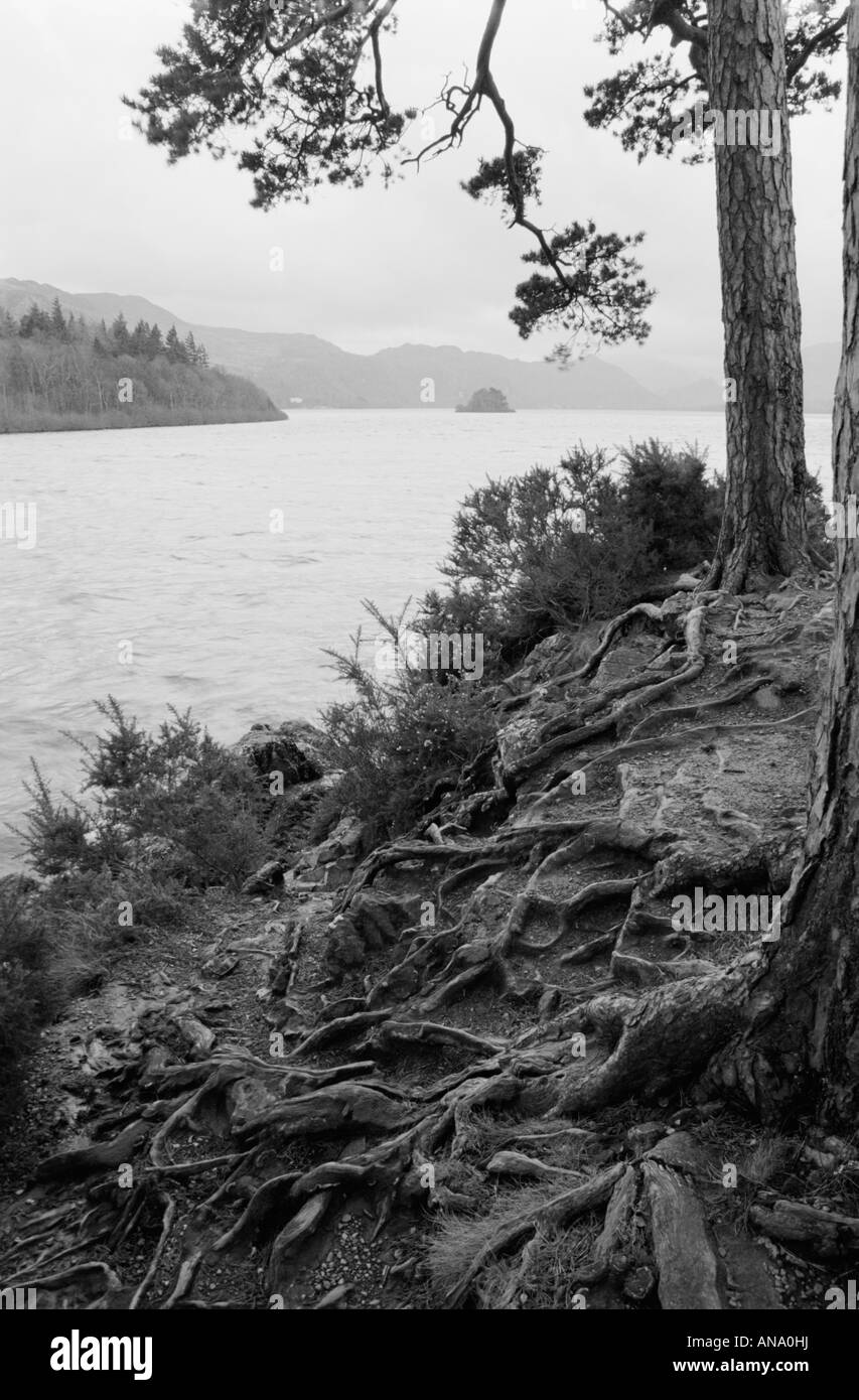 Blick über Derwent Water im Lake District von in der Nähe von Mönchs Crag mit freiliegenden Wurzeln im Vordergrund, in schwarz und Pfingstmontag Stockfoto