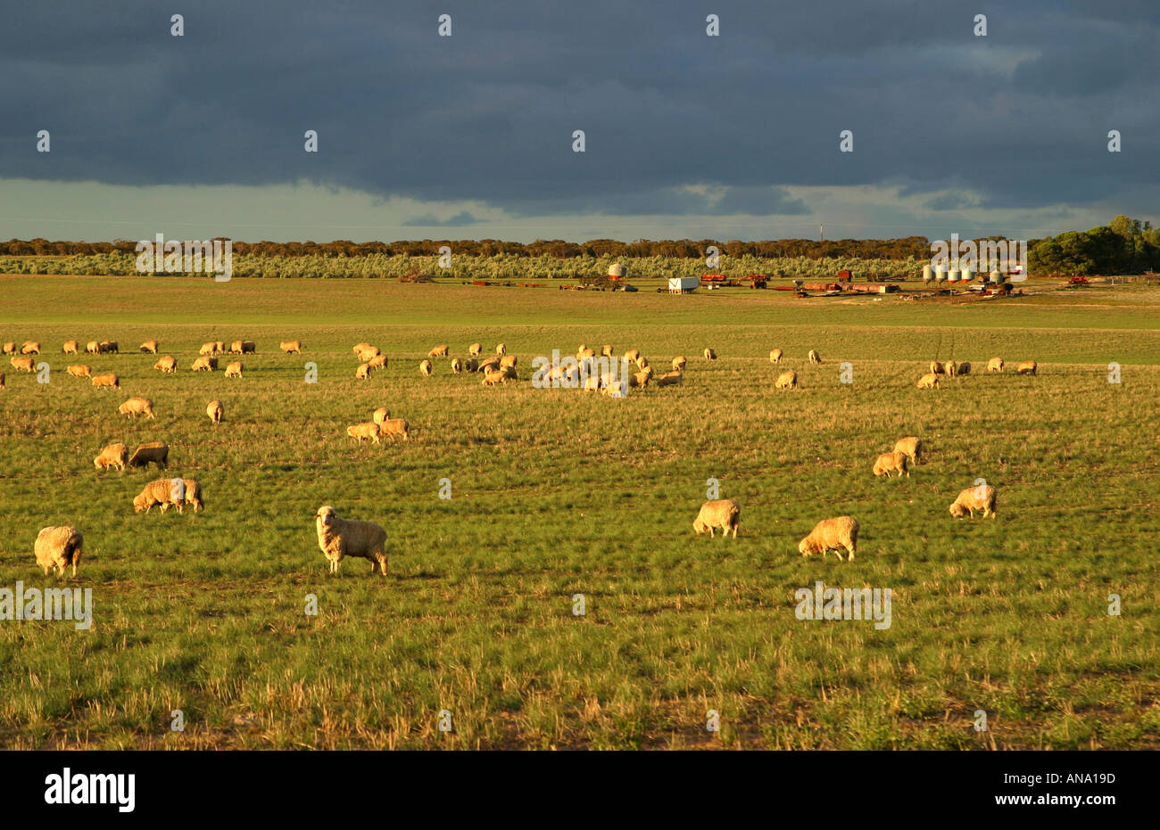 Schafe in einem Feld Fahrerlager South Australia Stockfoto