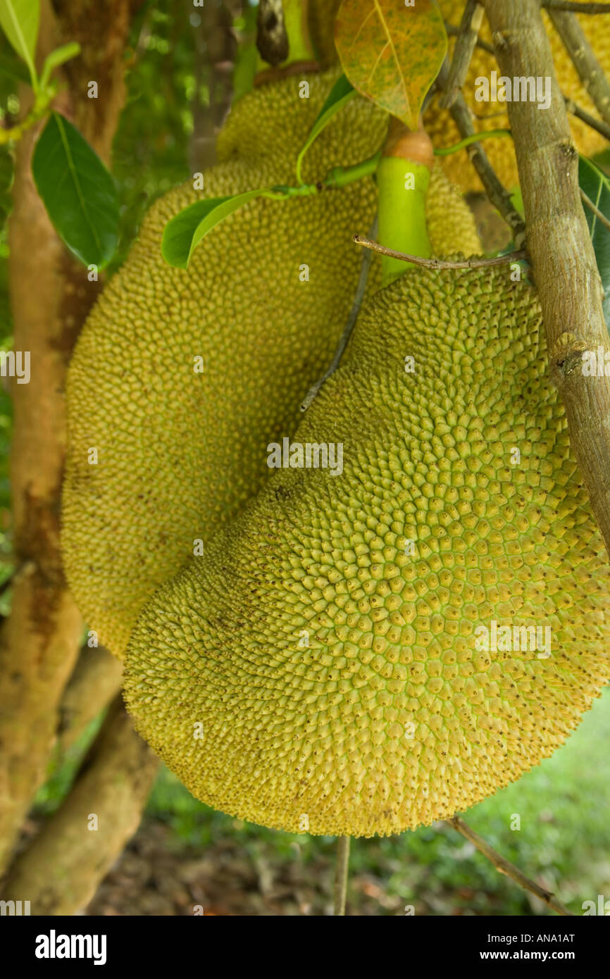 Jackfrucht wächst auf Ast. Stockfoto