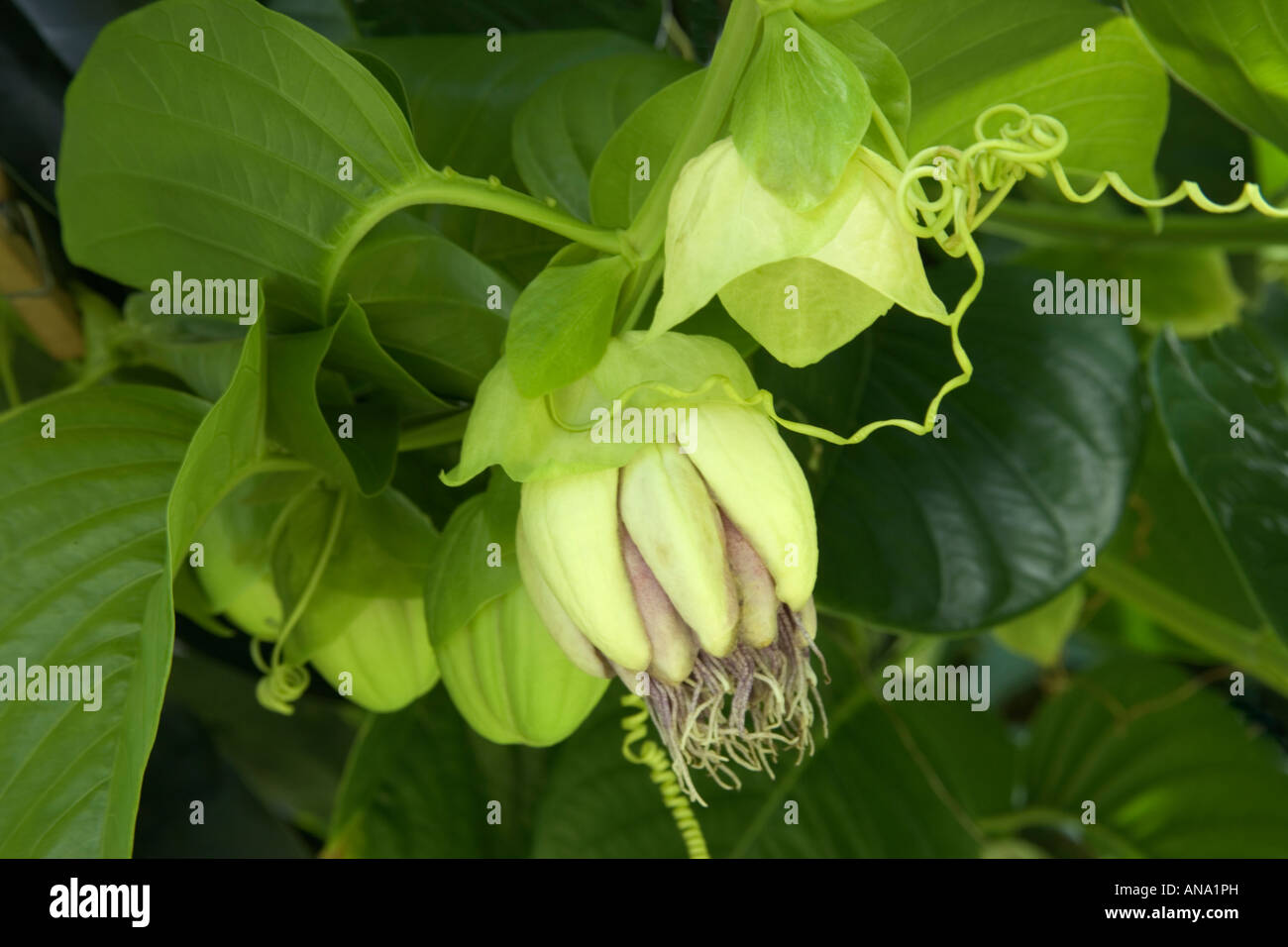 Riesige Lilikoi Blume öffnen. Stockfoto