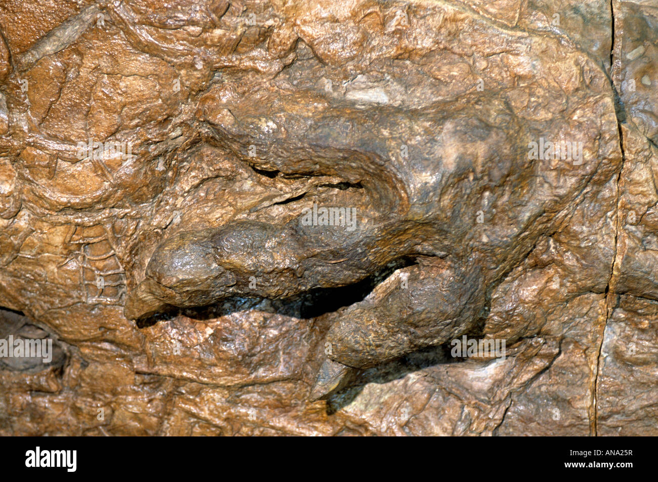 Dinosaurier-Track in St. George Dinosaur Discovery Site, Saint george, Utah USA Stockfoto