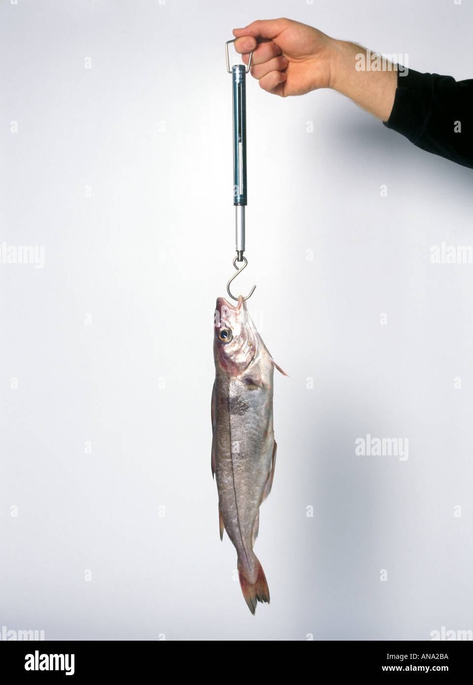 eine Federwaage belasten ein Fisch Stockfoto