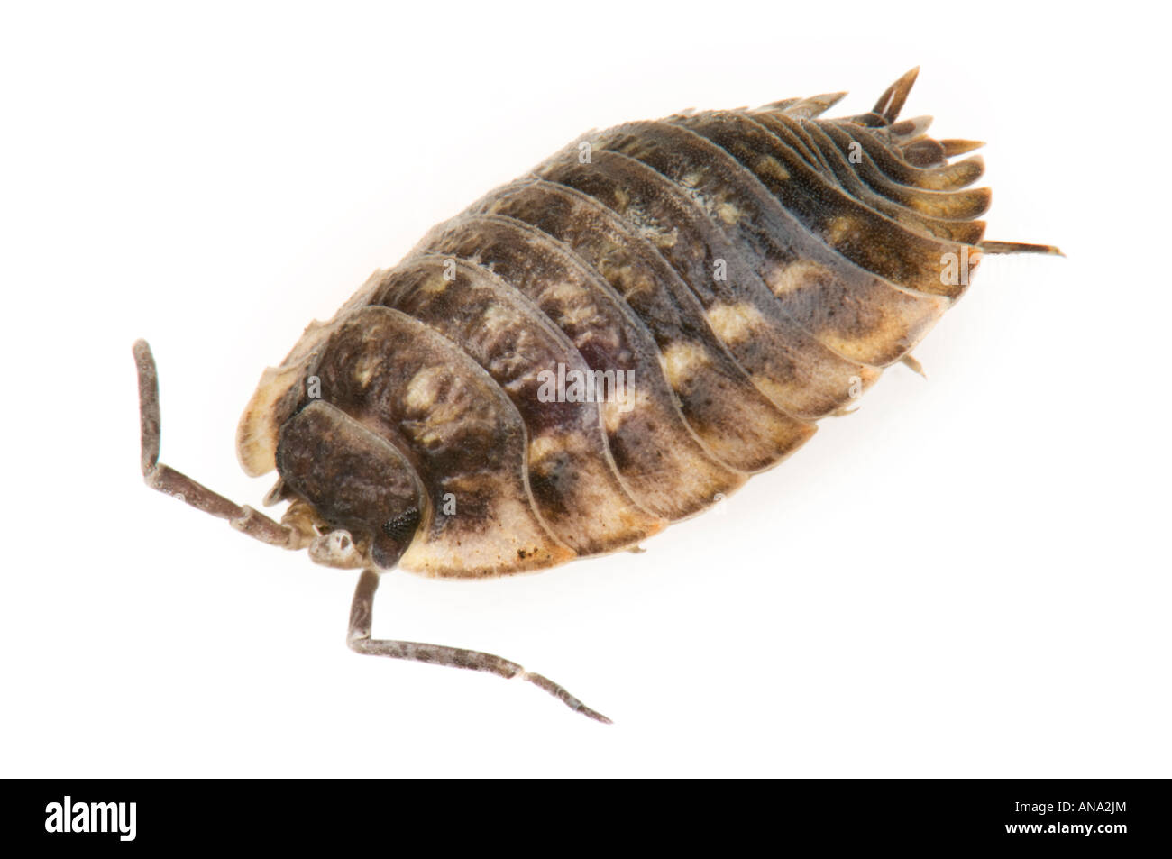 1 einen einzigen gemeinsamen Assel grobe Oniscus Crustacea harmlos Boden Isopoda flach Oval Kreatur Stockfoto
