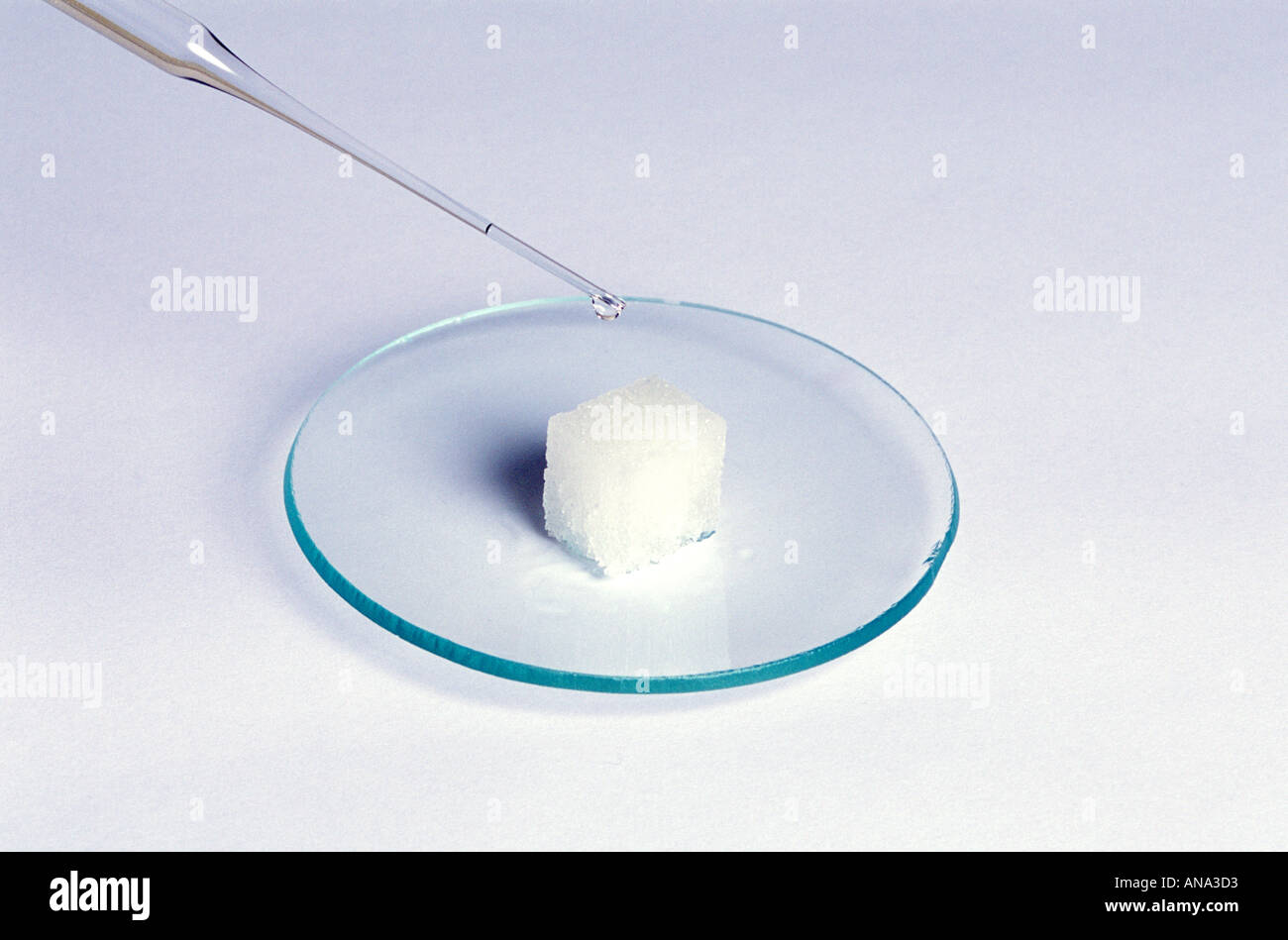 konzentrierter Schwefelsäure wird auf ein Stück Zucker (vor Reaktion) tropfte sehen ANA3D2 für nach Reaktion Stockfoto