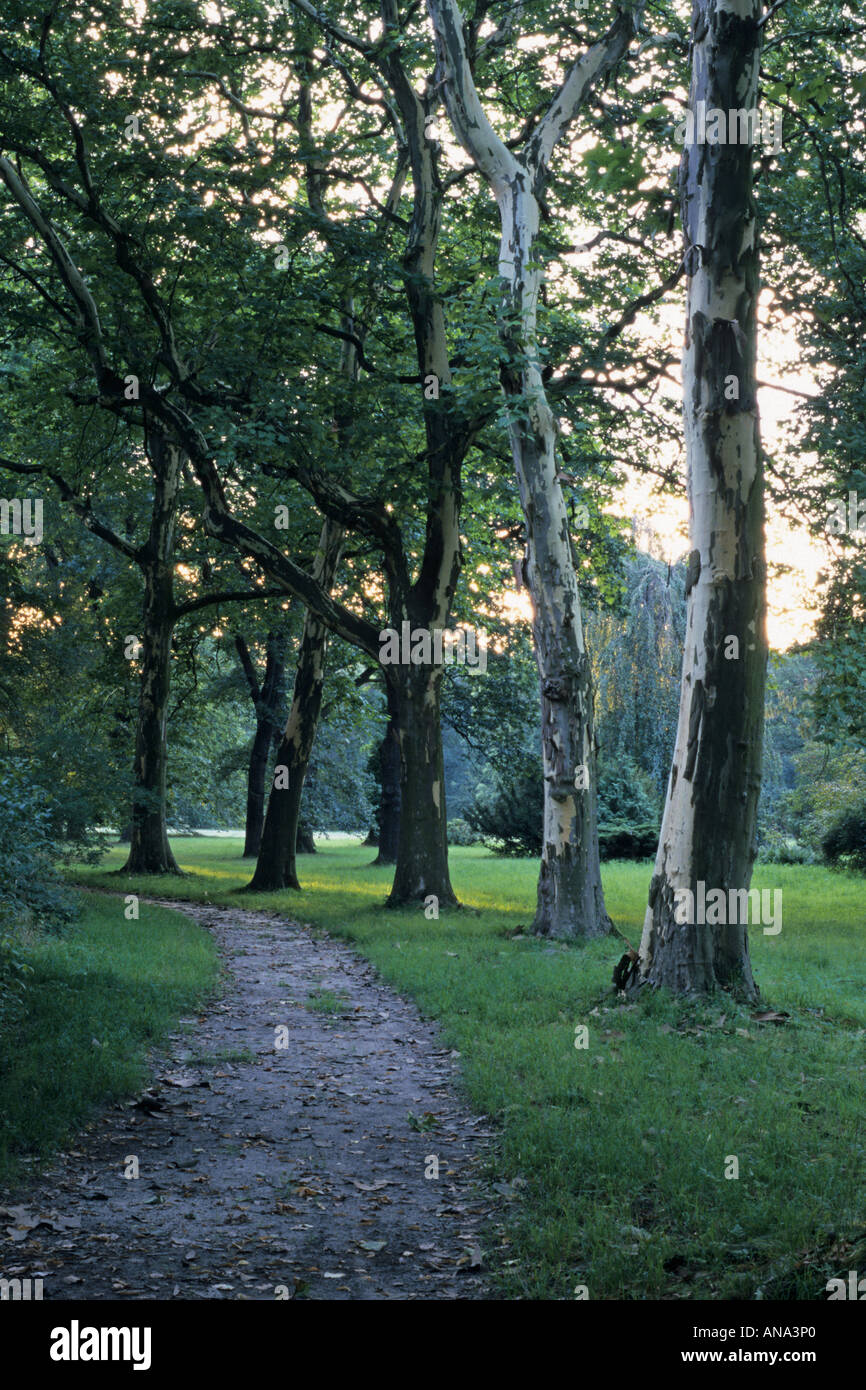 Ebene Avenue Stockfoto