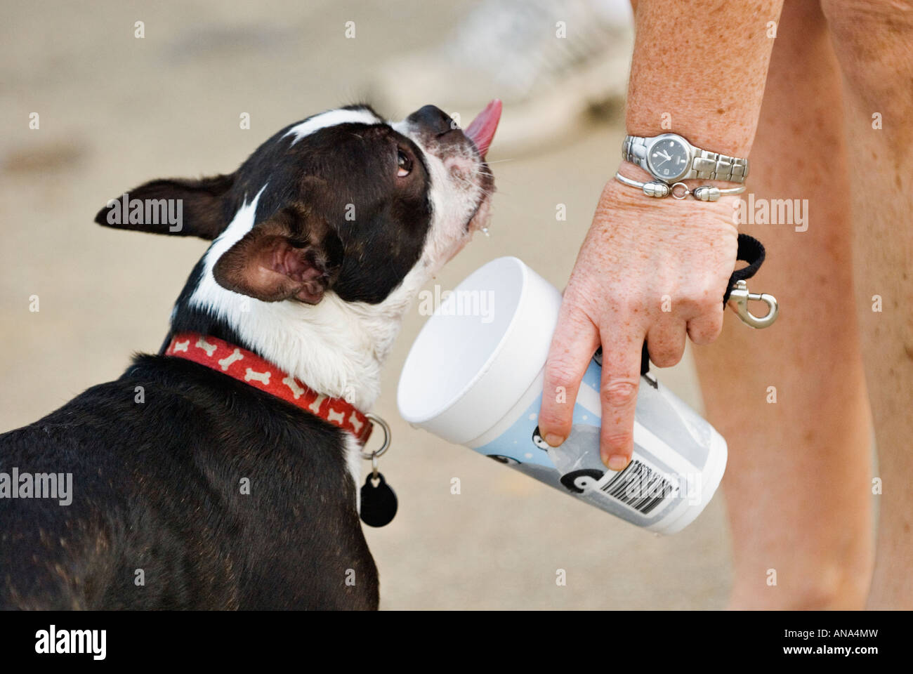 Frau bietet Boston Terrier ein Getränk aus ihrer Tasse an einem heißen Tag Cherokee Park Louisville Kentucky Stockfoto