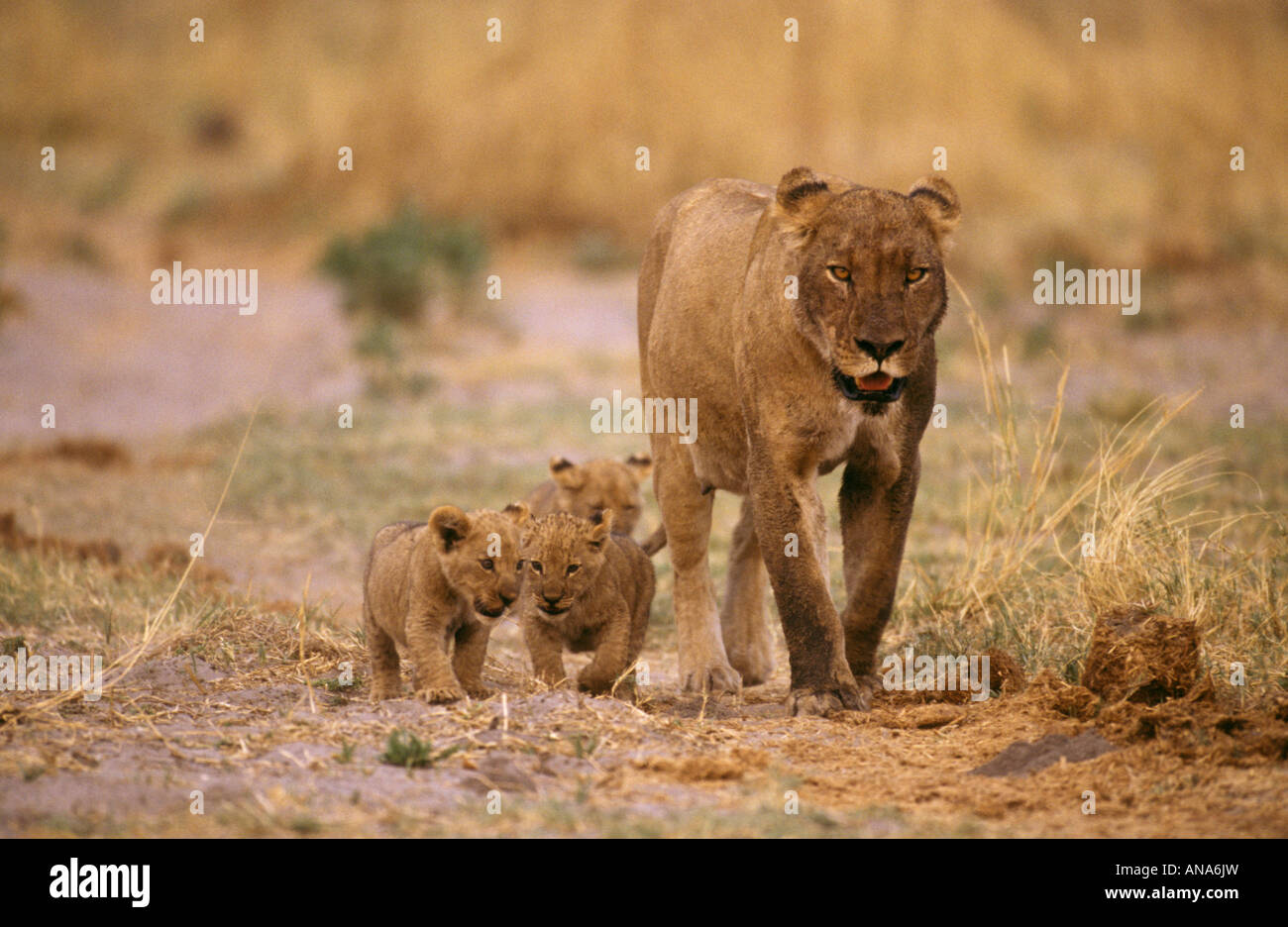 Eine schmutzige konfrontiert Löwin zu Fuß mit drei kleinen Jungen (Panthera Leo) Stockfoto