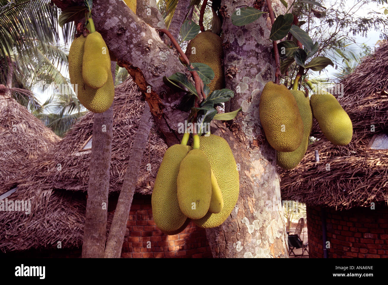 JACKFRUCHT BAUM KERALA Stockfoto