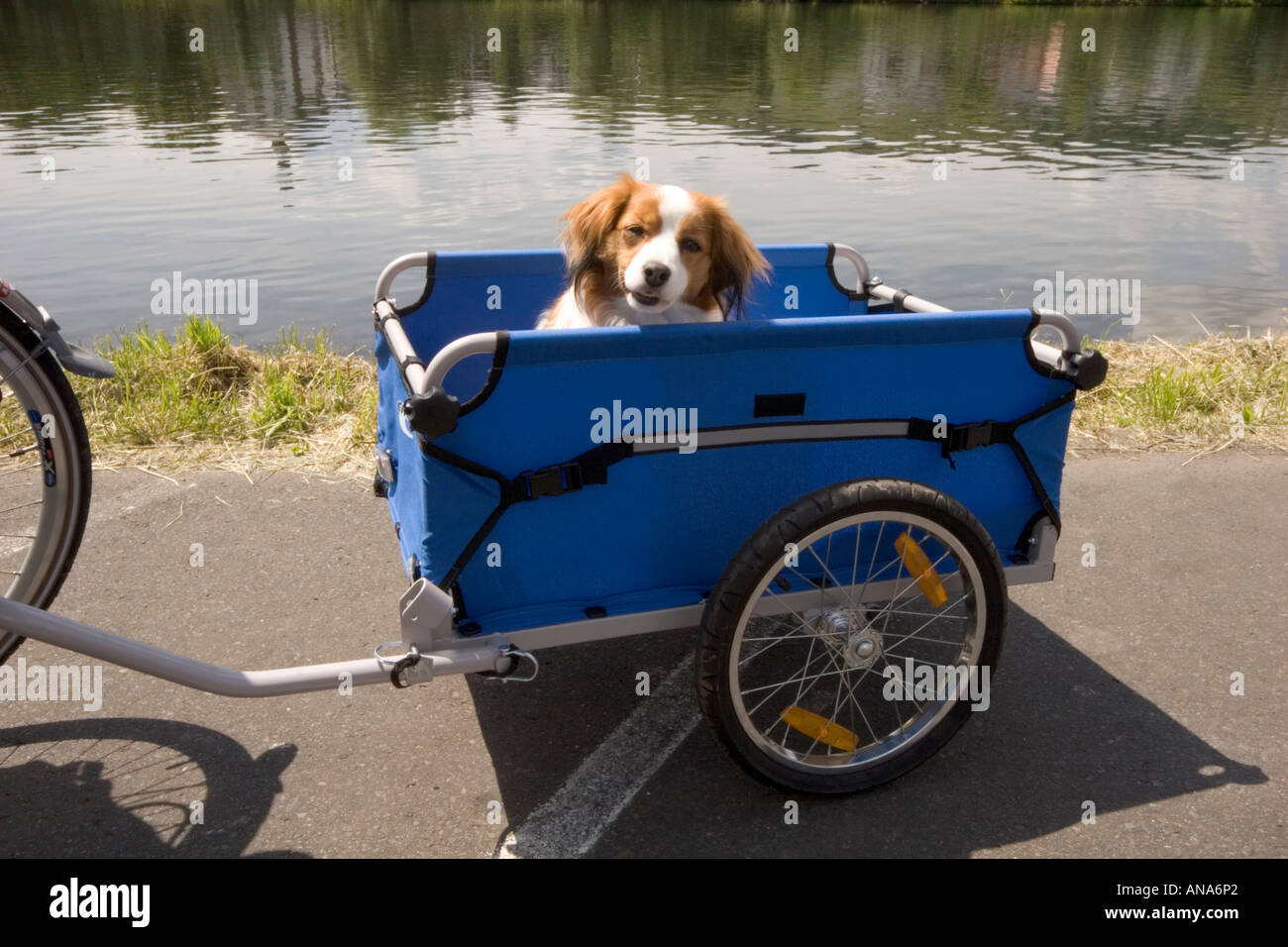 HUNDESITTING IN ANHÄNGER HINTER DEM FAHRRAD Stockfoto
