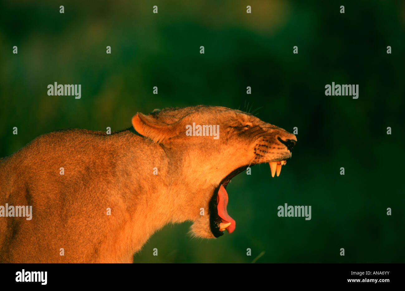 Löwen Gähnen in warmes Licht zeigt ihre scharfe Eckzähne und rosa Zunge Stockfoto