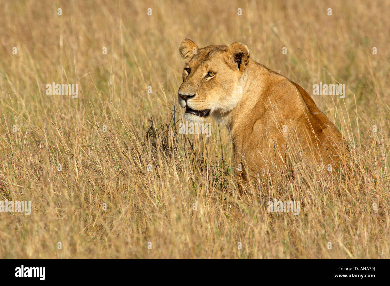 Löwin im langen trockenen Rasen Stockfoto