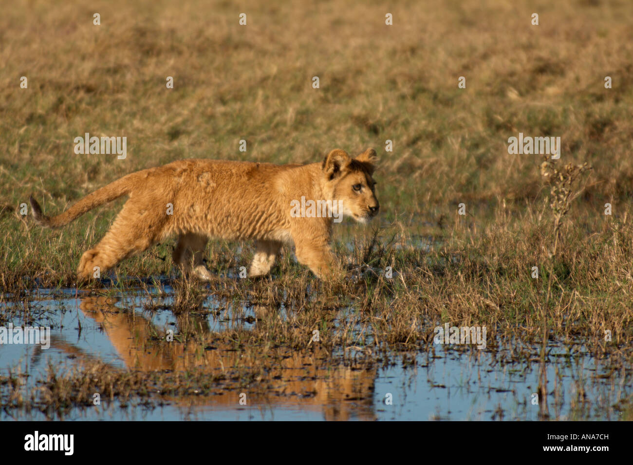 Zu Fuß in ein flaches Feuchtgebiet Löwenjunges Stockfoto