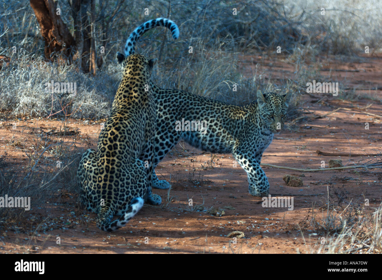 Eine weibliche Leoparden in Brunst, die Interaktion mit einem männlichen verleitet ihn zu Paaren Stockfoto