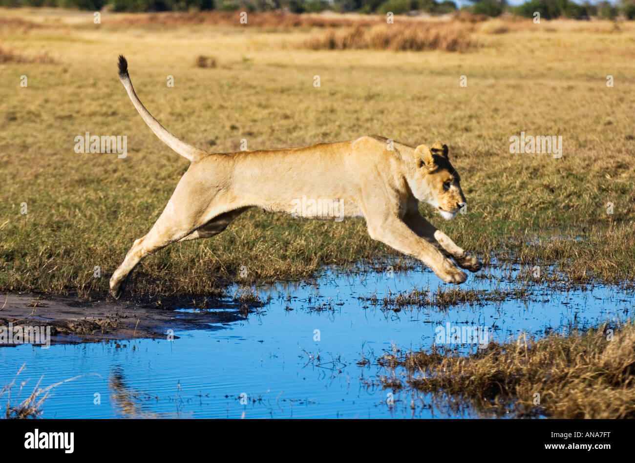 Löwin, die über einen kleinen Bach springen Stockfoto