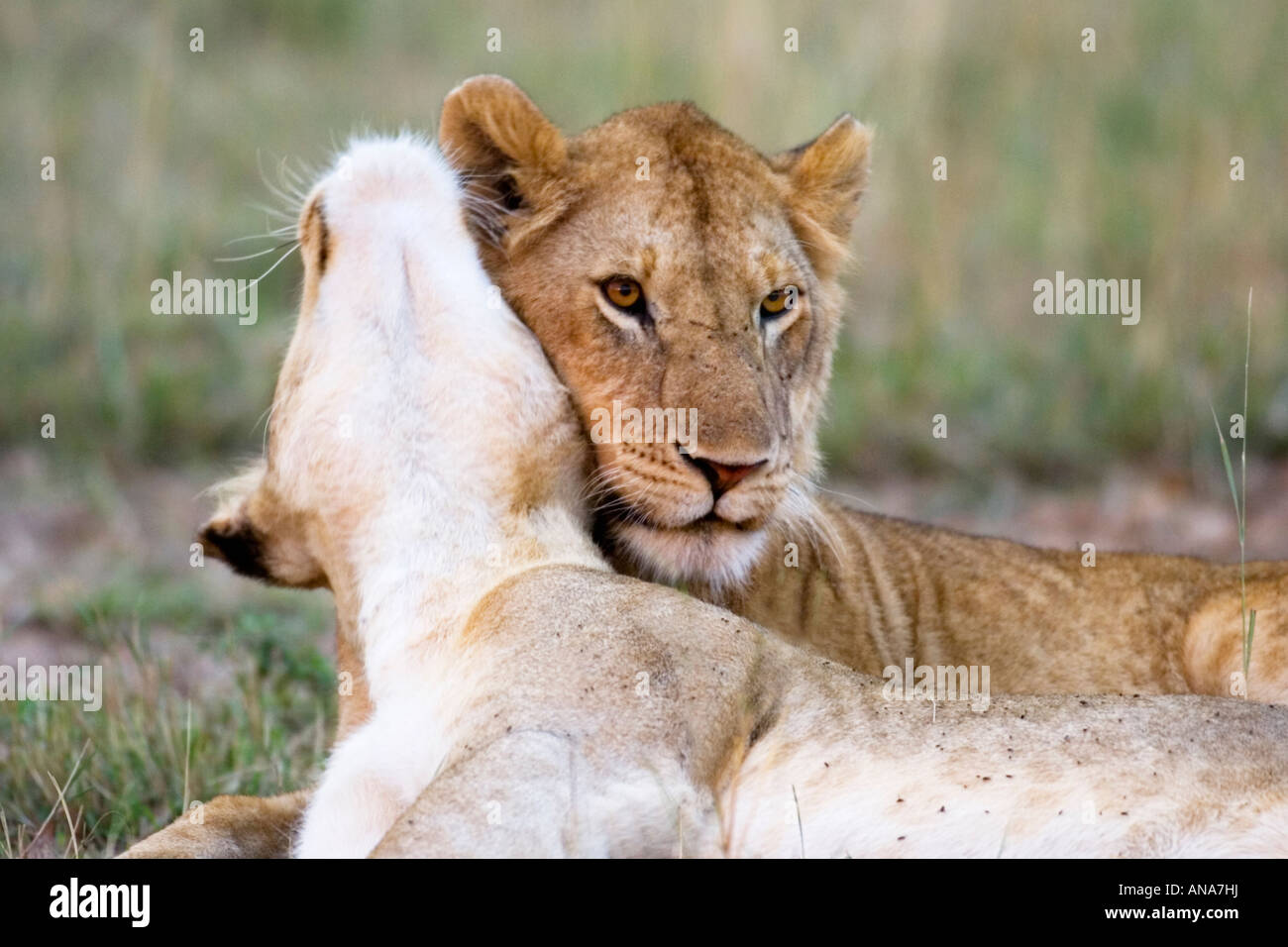 Zwei Sub-adulten männlichen Löwen zum Ausdruck bringen ihre Zuneigung für einander, Teil des Klebeprozesses Stockfoto