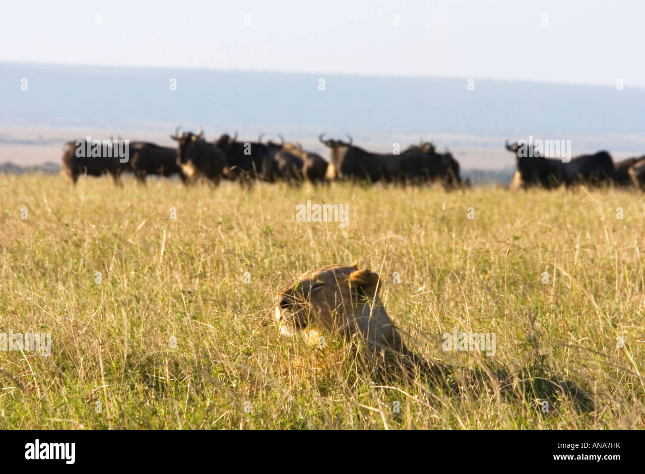 Löwen in langen Rasen mit Gnus im Hintergrund versteckt Stockfoto