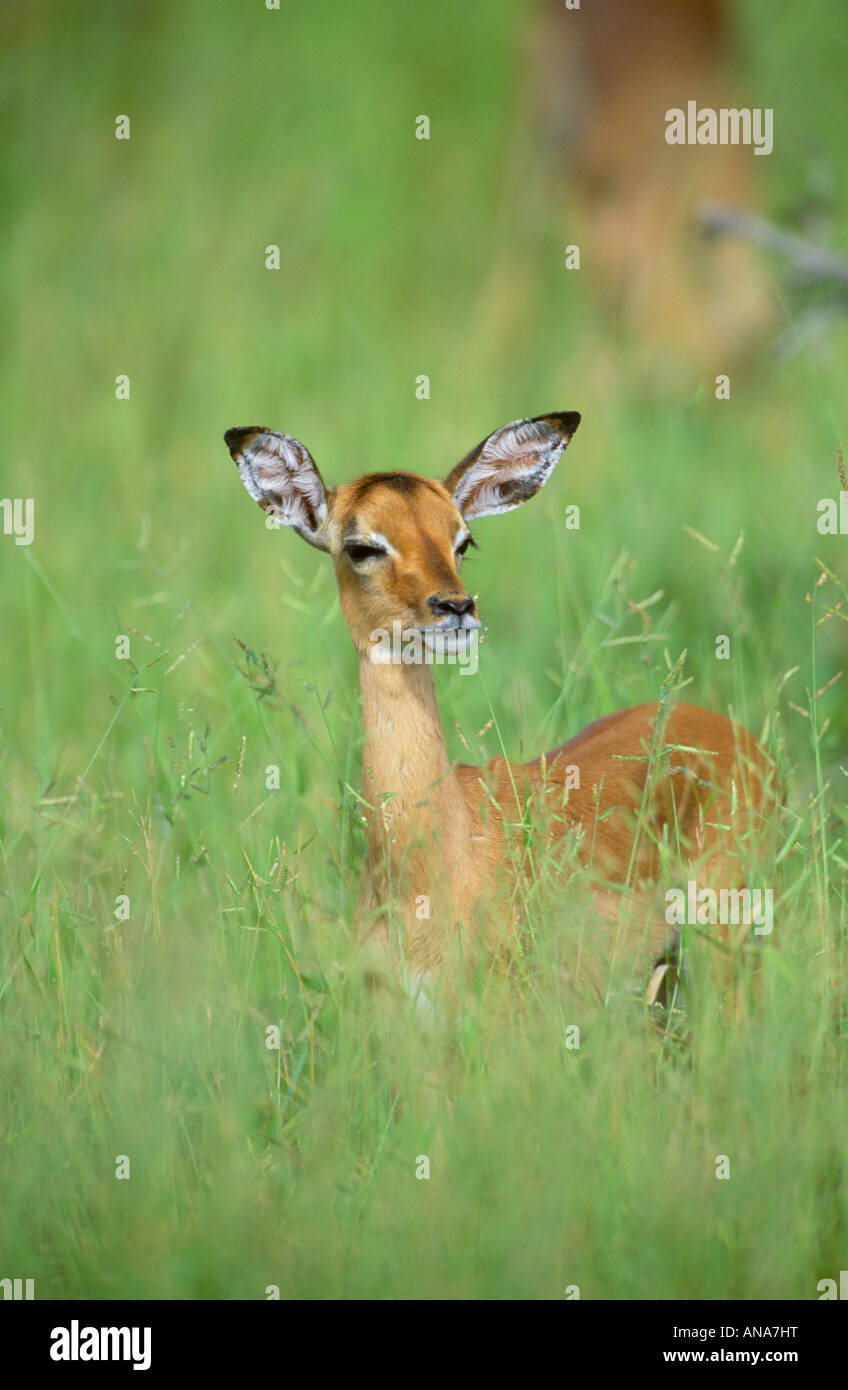 Junge Impala Lamm in langen, üppigen grünen Rasen Stockfoto