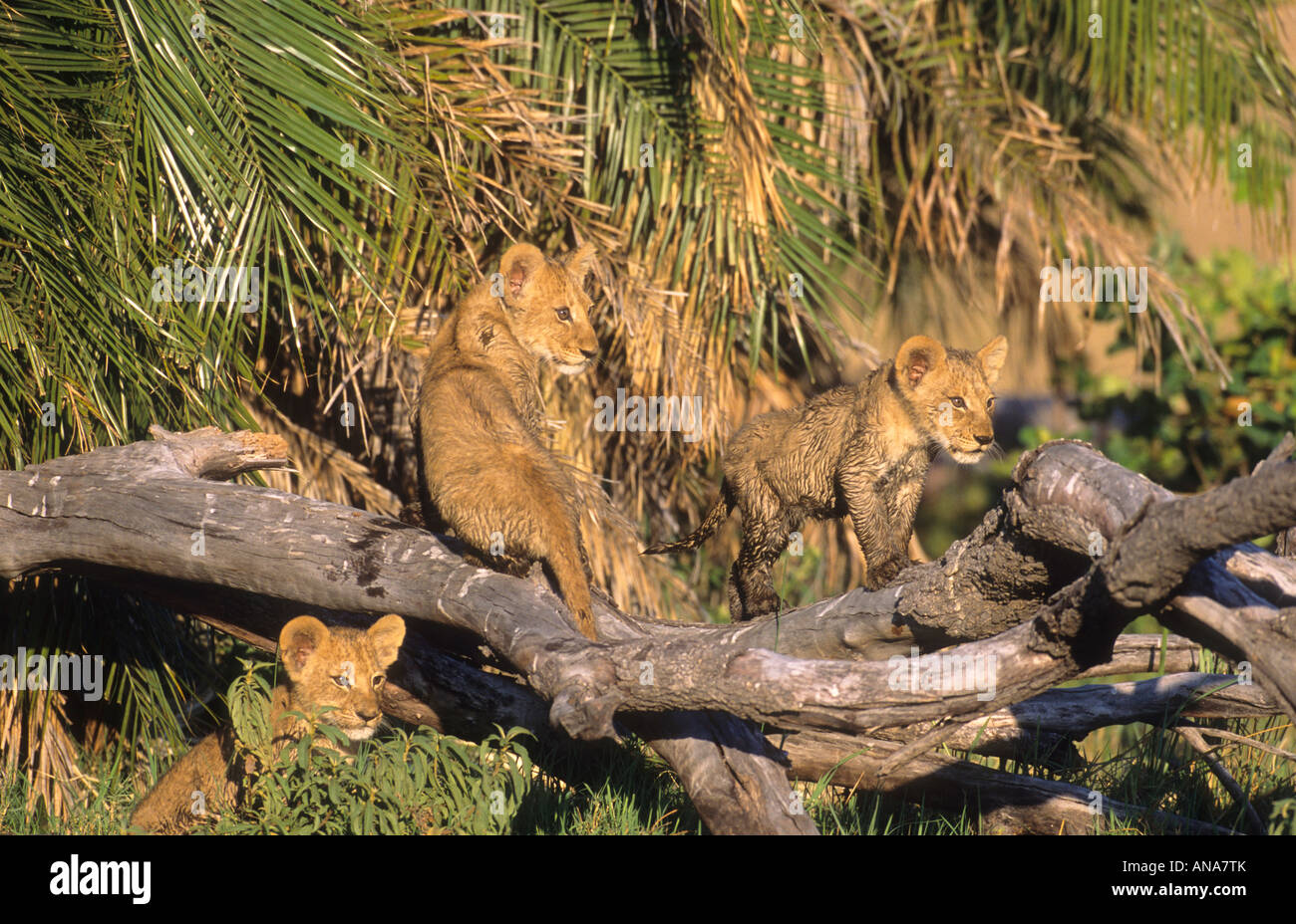 Junge Löwenbabys (Panthera Leo) auf einen umgestürzten Baum klettern Stockfoto