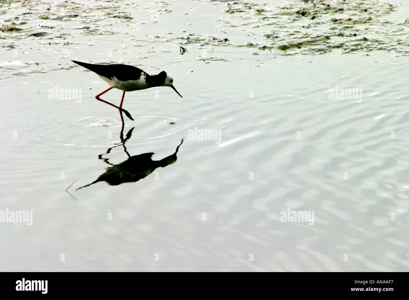 Australasian Pied Stilt Fütterung in Feuchtgebieten Neuseeland Stockfoto