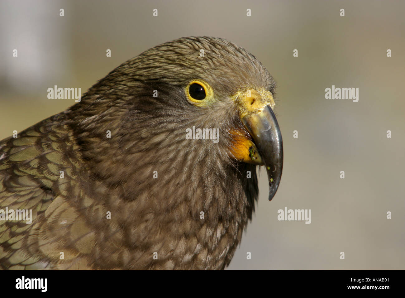 Kea der neugierige Papagei wie Vogel in Neuseeland Stockfoto