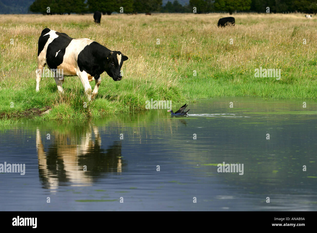 junger Stier Angst Pukeko Vogels schwimmen und nähert sich im Teich Neuseeland Stockfoto