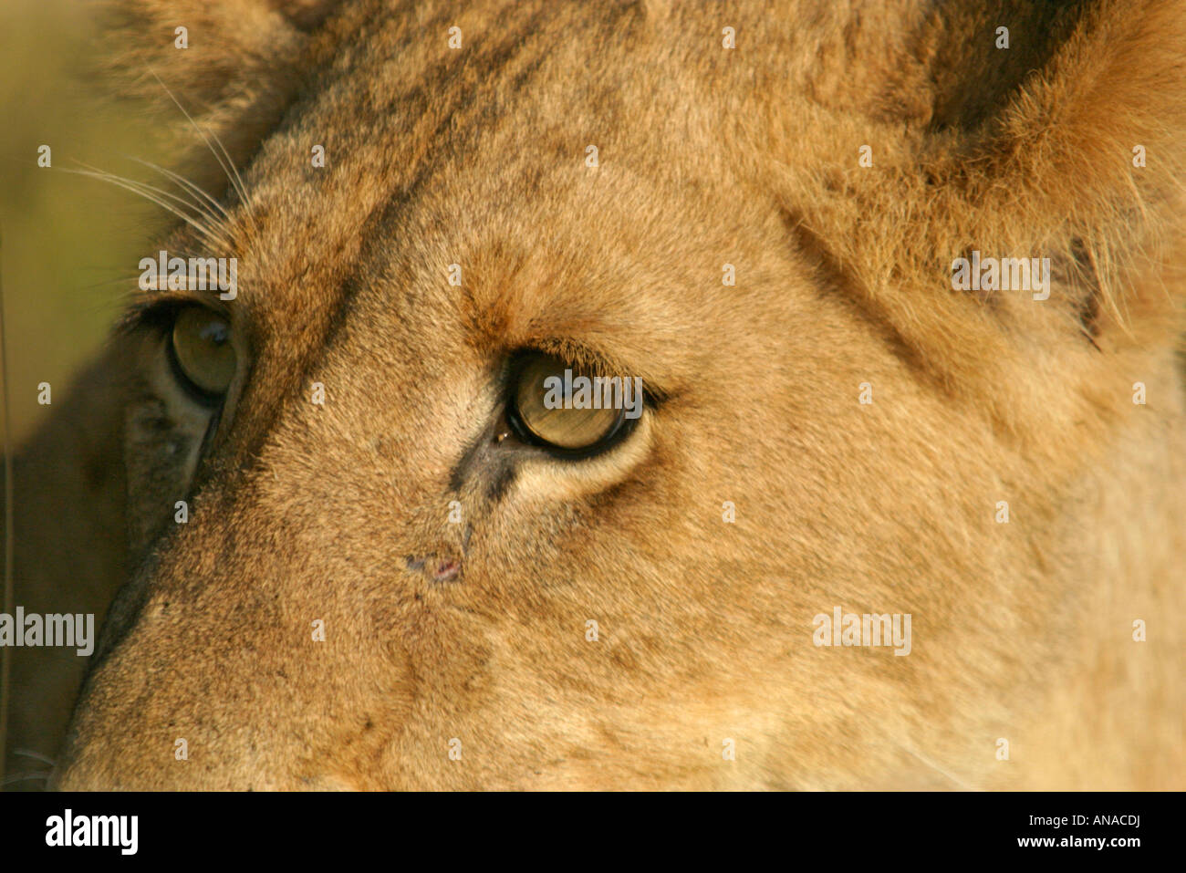 Engen Löwe Porträt zeigt eine Nahaufnahme der Augen Stockfoto