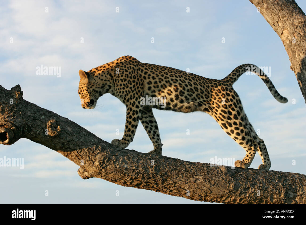 Seitenansicht eines Leoparden auf einem Ast stretching nach aufstehen Stockfoto